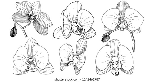 Orchid flower in a vector style isolated. Full name of the plant: orchid. Vector flower for background, texture, wrapper pattern, frame or border.