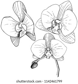 Orchid flower in a vector style isolated. Full name of the plant: orchid. Vector flower for background, texture, wrapper pattern, frame or border.