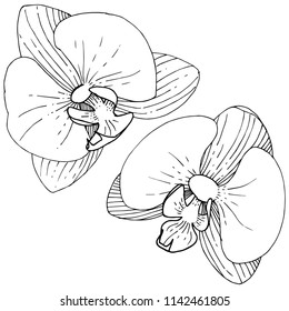 Orchid flower in a vector style isolated. Full name of the plant: orchid. Vector flower for background, texture, wrapper pattern, frame or border.