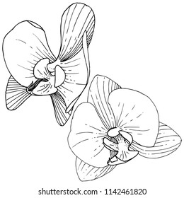 Orchid flower in a vector style isolated. Full name of the plant: orchid. Vector flower for background, texture, wrapper pattern, frame or border.