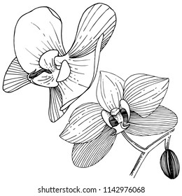 Orchid flower in a vector style isolated. Full name of the plant: orchid. Vector flower for background, texture, wrapper pattern, frame or border.