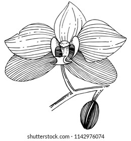Orchid flower in a vector style isolated. Full name of the plant: orchid. Vector flower for background, texture, wrapper pattern, frame or border.