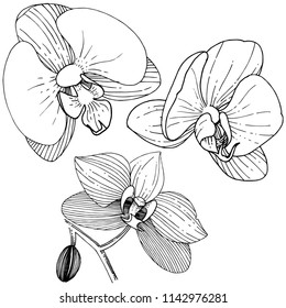 Orchid flower in a vector style isolated. Full name of the plant: orchid. Vector flower for background, texture, wrapper pattern, frame or border.