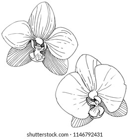 Orchid flower in a vector style isolated. Full name of the plant: orchid. Vector flower for background, texture, wrapper pattern, frame or border.