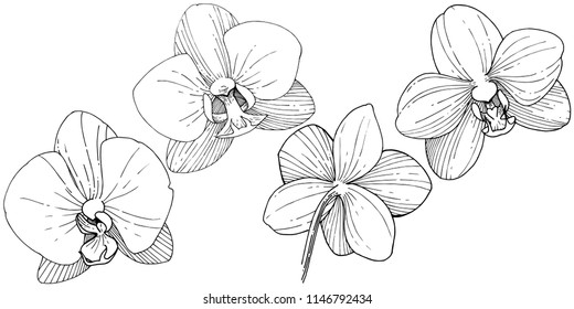 Orchid flower in a vector style isolated. Full name of the plant: orchid. Vector flower for background, texture, wrapper pattern, frame or border.
