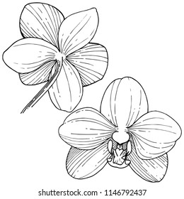 Orchid flower in a vector style isolated. Full name of the plant: orchid. Vector flower for background, texture, wrapper pattern, frame or border.