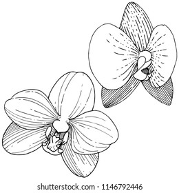 Orchid flower in a vector style isolated. Full name of the plant: orchid. Vector flower for background, texture, wrapper pattern, frame or border.