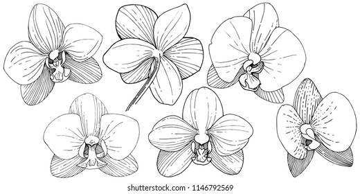 Orchid flower in a vector style isolated. Full name of the plant: orchid. Vector flower for background, texture, wrapper pattern, frame or border.