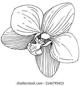 Orchid flower in a vector style isolated. Full name of the plant: orchid. Vector flower for background, texture, wrapper pattern, frame or border.