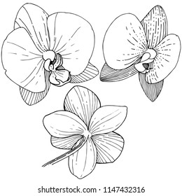 Orchid flower in a vector style isolated. Full name of the plant: orchid. Vector flower for background, texture, wrapper pattern, frame or border.