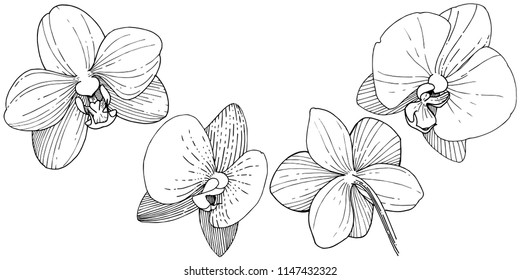 Orchid flower in a vector style isolated. Full name of the plant: orchid. Vector flower for background, texture, wrapper pattern, frame or border.