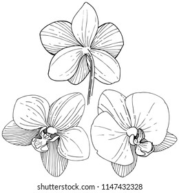 Orchid flower in a vector style isolated. Full name of the plant: orchid. Vector flower for background, texture, wrapper pattern, frame or border.