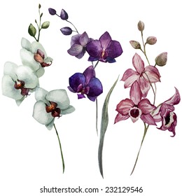 orchid, flower, watercolor