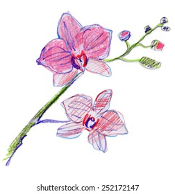 Orchid flower. Watercolor floral illustration. Floral decorative element. Vector floral background.
