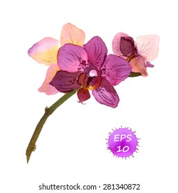 Orchid flower. Watercolor vector