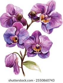 orchid flower watercolor vector illustration isolated white background. perfect for wedding invitation card