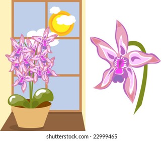 Orchid in flower-pot on the window, single orchid bloom, separated layers