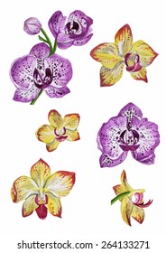 orchid flowers