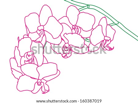 orchid flowers
