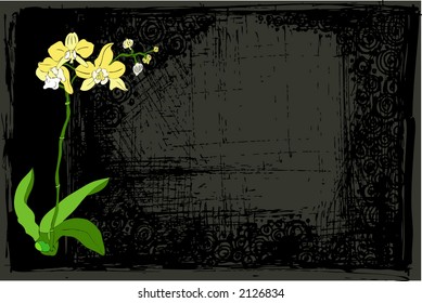 orchid flowers background