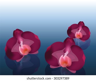 Orchid flowers background. Vector
