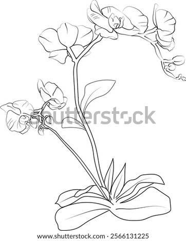 Orchid flowers botanical illustration, Orcid vector art, Orcid line drawings, Orcid wall decor, flowers isolated on white background, Orcids flower oil painting, free Orcid flower coloring page