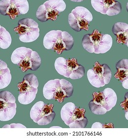 Flores orquídeas, fondo gris-verde, patrón vectorial, para papel, tela, textil