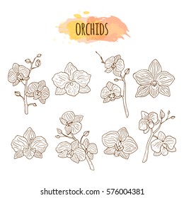 Orchid Flowers Hand Drawn Set.