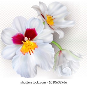 Orchid flowers Miltoniopsis Herralexander on a transparent background. Vector illustration