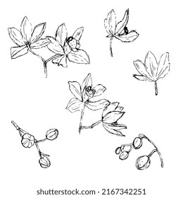 orchid flowers, outline ink drawing, sketch.