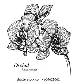 Orchid flowers. Phalaenopsis in blossom. Black and white hand drawn vector illustration, isolated on white.
