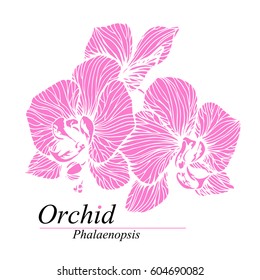 Orchid flowers. Phalaenopsis blossom. Hand drawn vector illustration isolated on white.