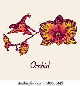 Orchid flowers set, with inscription, hand drawn doodle, sketch in pop art style, isolated vector illustration (purple, yellow, orange)