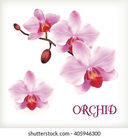 Orchid Flowers Set On The White, Vector Illustration