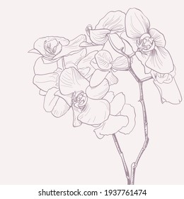 dibujo vectorial de flores orquídeas. ilustración de línea decorativa
