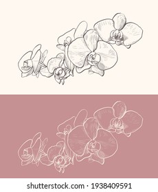 orchid flowers vector drawing. decorative line art illustration with color variation