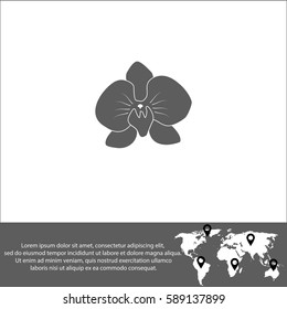 Orchid flowers vector  icon.