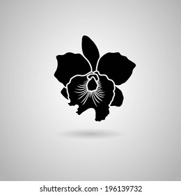 orchid flowers. Vector illustration.