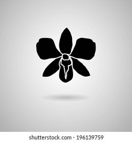 orchid flowers. Vector illustration.