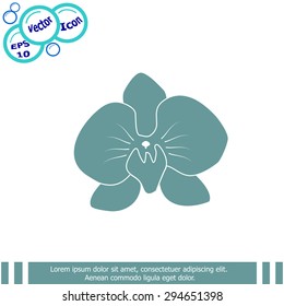 orchid flowers . Vector illustration.