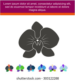 orchid flowers . Vector illustration.