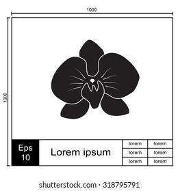 Orchid flowers . Vector illustration.