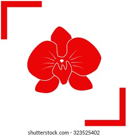 Orchid flowers . Vector illustration.