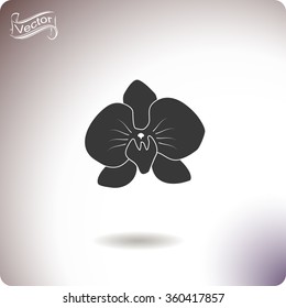 Orchid flowers . Vector illustration.