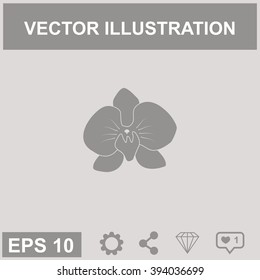 Orchid flowers . Vector illustration.