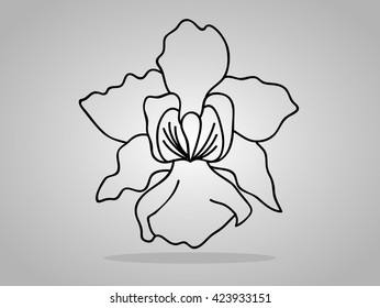 orchid flowers . Vector illustration.