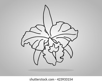 orchid flowers . Vector illustration.