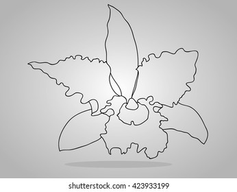 orchid flowers . Vector illustration.