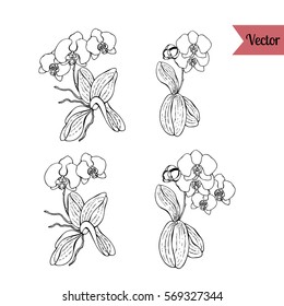 Orchid flowers vector set.
