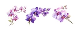 Fleurs D'Orchidée À L'aquarelle Isolées Sur Fond Blanc. Belles Fleurs, Illustration Vectorielle Décorative